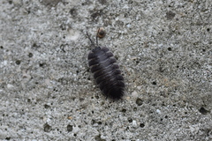 Porcellio obsoletus