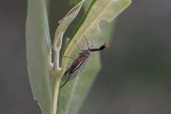Dichrostigma flavipes