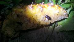 Metallactulus parvulus