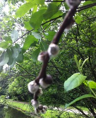 Salix caprea