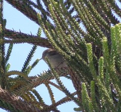 Thryomanes bewickii