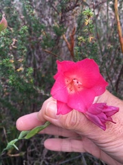 Gladiolus meridionalis