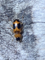 Badister neopulchellus