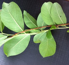 Salix caprea