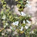 Styphelia cordifolia - Photo (c) davidsando, algunos derechos reservados (CC BY-NC), subido por davidsando