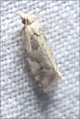 Euphona euphona