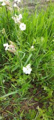 Silene latifolia