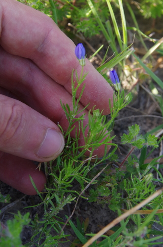 Image of Giliastrum ludens by (c) Eric Knight, some rights reserved (CC BY)