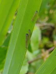 Rhadinoceraea micans