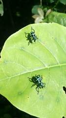 Pachyrhynchus sonani