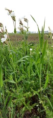Silene latifolia