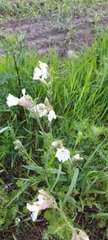 Silene latifolia