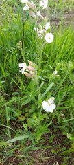 Silene latifolia