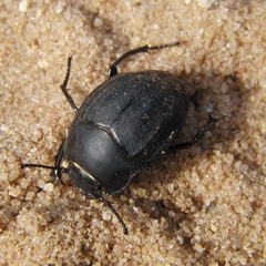 Erodius goryi
