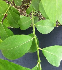 Salix caprea
