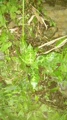 Goodyera daibuzanensis