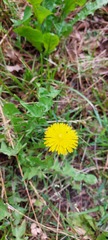 Taraxacum officinale