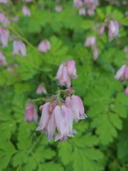 Dicentra eximia