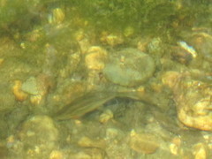 Achondrostoma