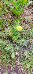 Taraxacum officinale