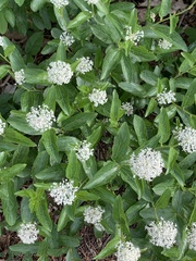 Ceanothus herbaceus