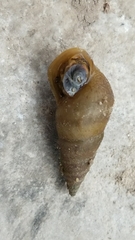 Pleuroceridae