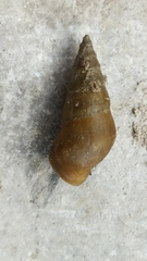Pleuroceridae