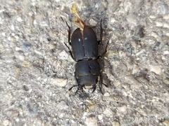 Dorcus parallelipipedus