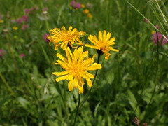 Crepis mollis