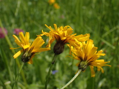 Crepis mollis