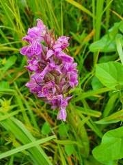 Dactylorhiza majalis