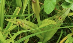 Dactylorhiza majalis