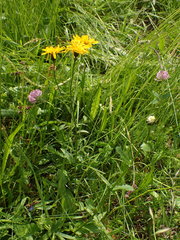 Crepis mollis