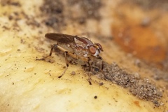 Tapeigaster paramonovi