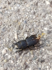 Dorcus parallelipipedus