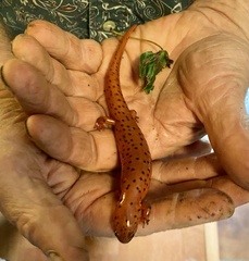 Pseudotriton montanus