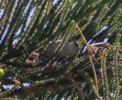 Thryomanes bewickii