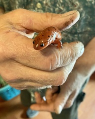 Pseudotriton montanus