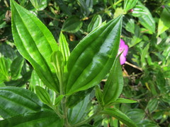 Meriania speciosa