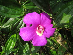 Meriania speciosa