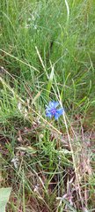Centaurea cyanus
