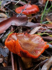 Cortinarius kula