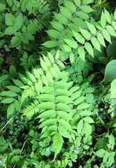 Sorbaria sorbifolia