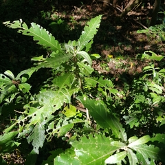 Metarungia longistrobus