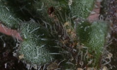 Lepidium lasiocarpum