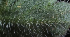 Lepidium lasiocarpum