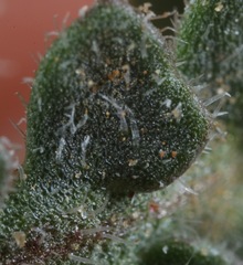 Lepidium lasiocarpum