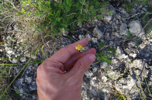 Image of Tetraneuris turneri by (c) Eric Knight, some rights reserved (CC BY)