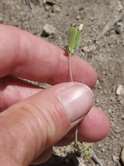 Mentzelia montana