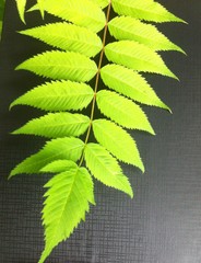 Sorbaria sorbifolia